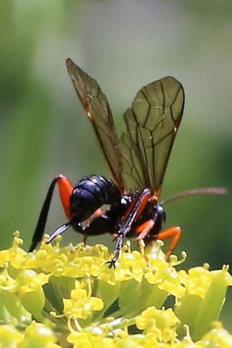Réf. 223 225 : Phaenolobus sp.